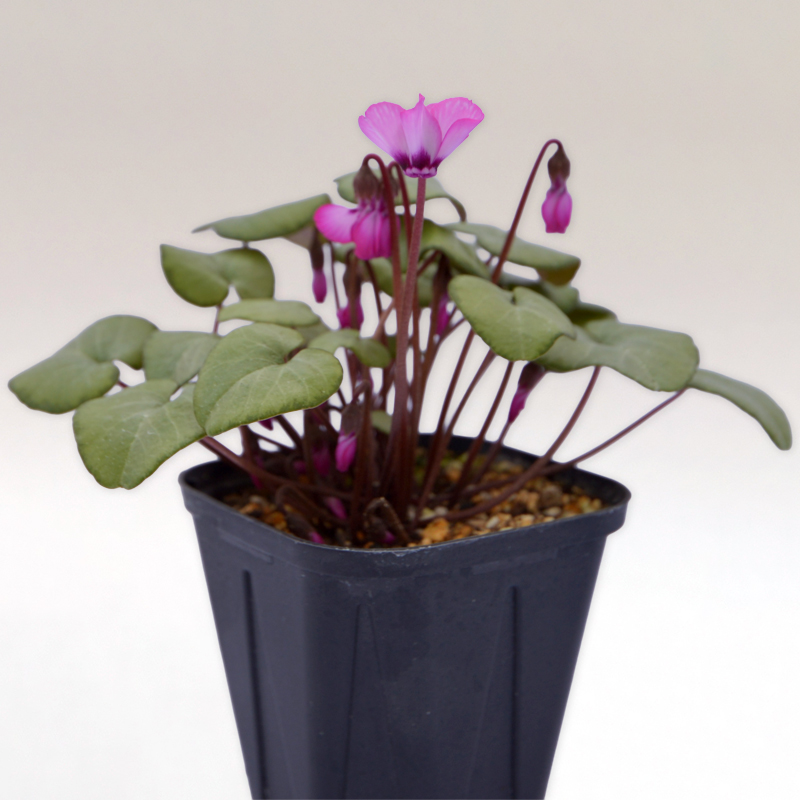 原種シクラメン コウムについて Cyclamen coum
