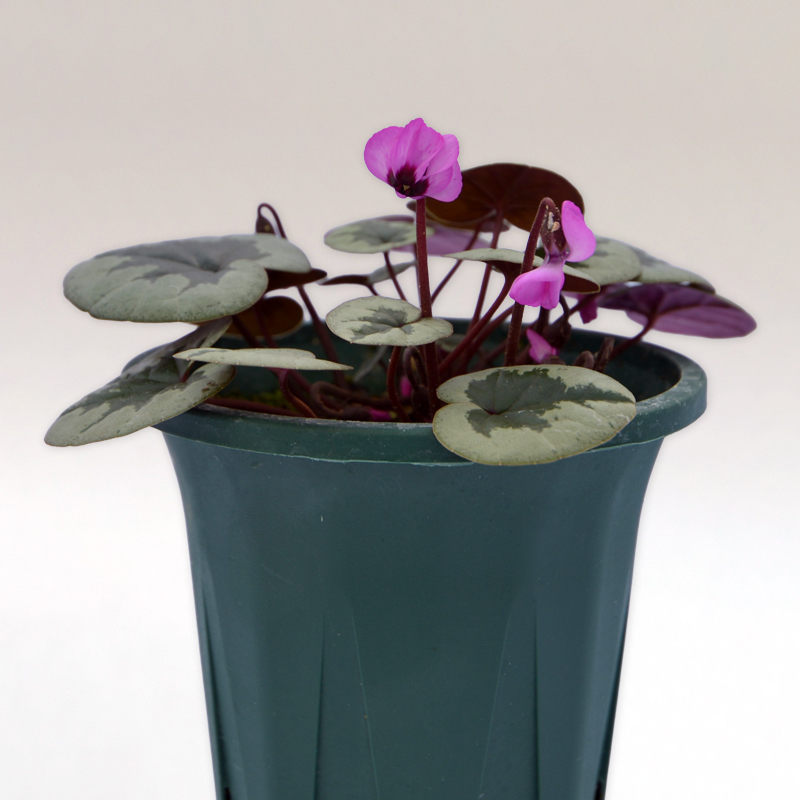 原種シクラメン　コウム ダークノーズ　白花