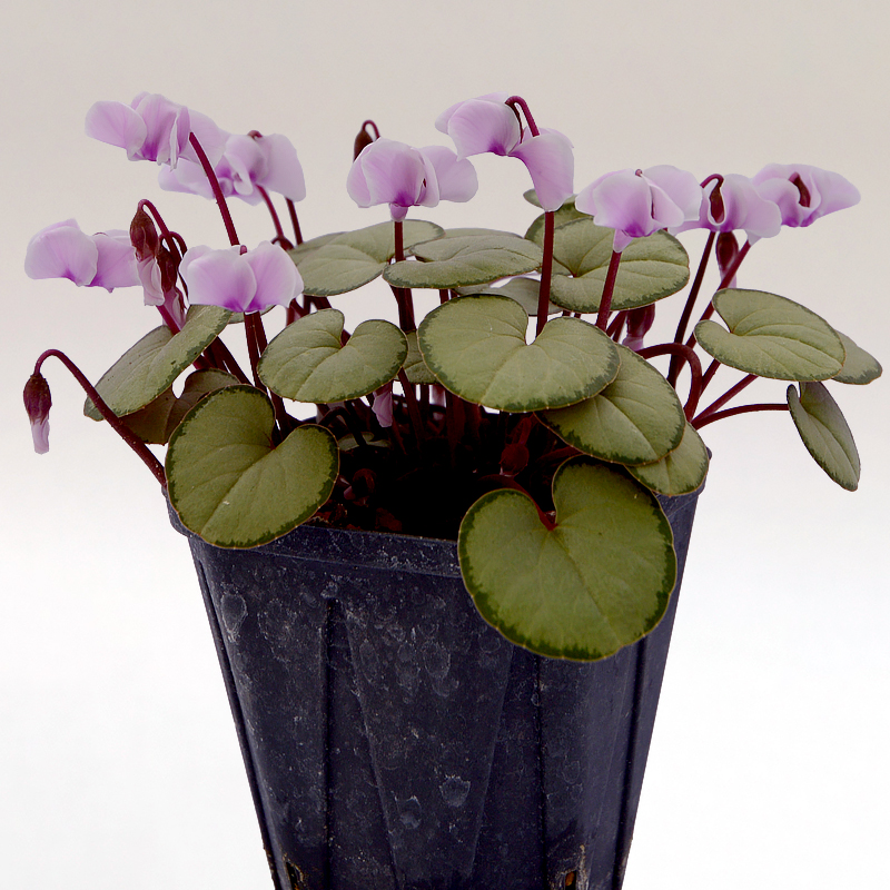 原種シクラメン コウムについて Cyclamen coum