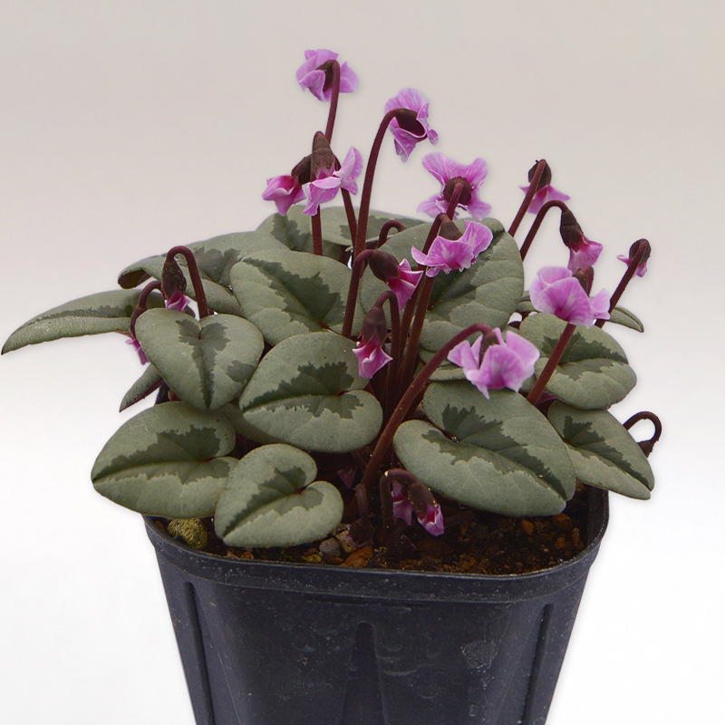 原種シクラメン コウムについて Cyclamen coum